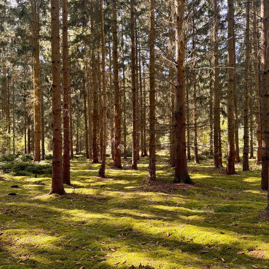 Wald in Friedrichshof