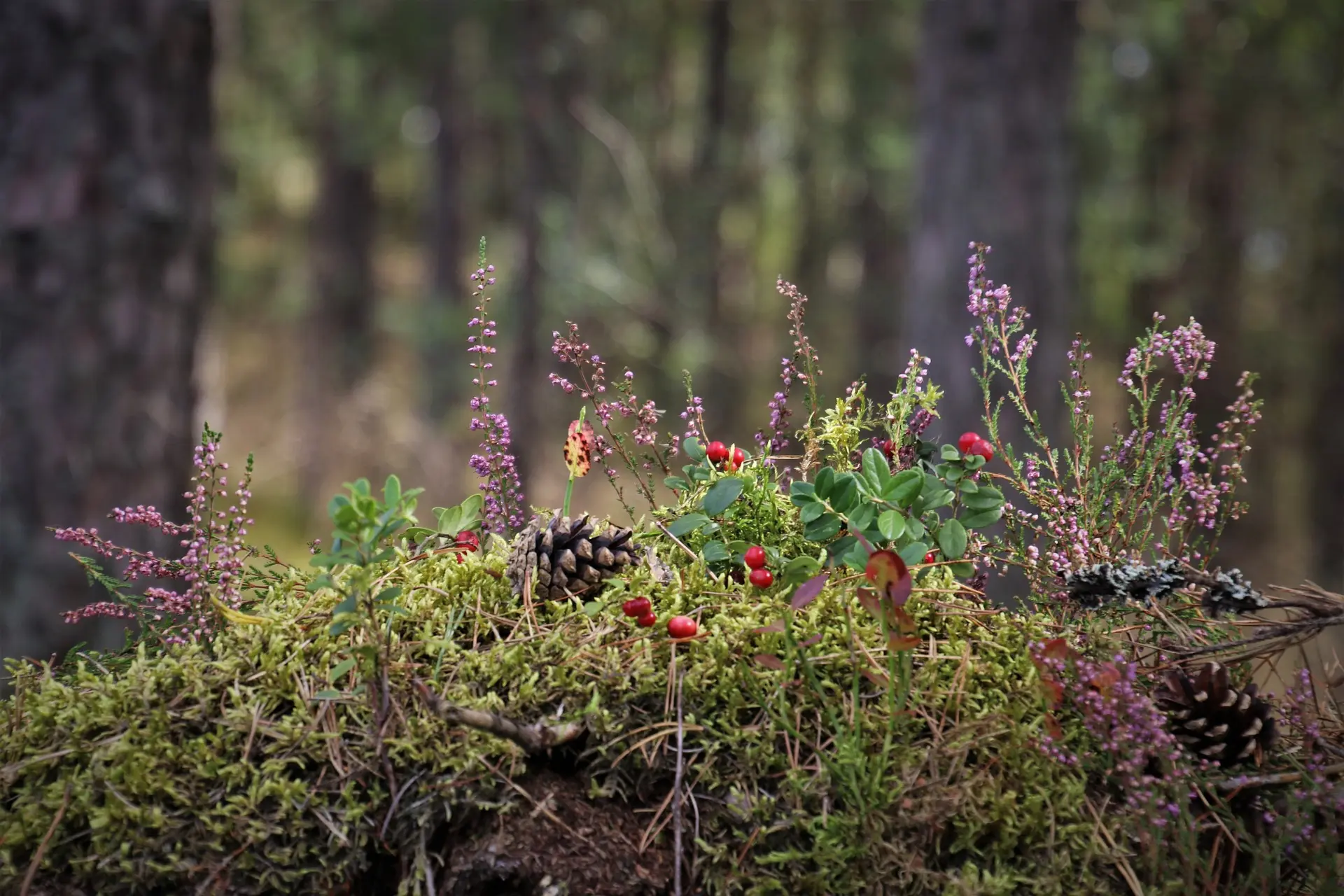 Samen und Beeren im Wald